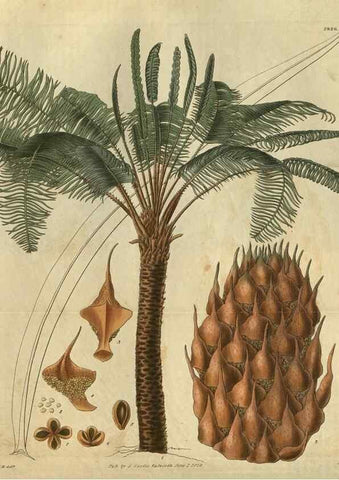 Reproducción/Reproduction 34861135480: Curtis's botanical magazine.. London ; New York [etc.] :Academic Press [etc.]