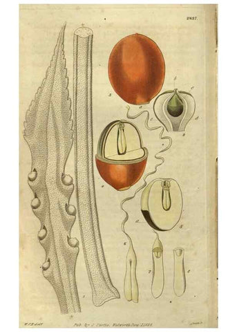 Reproducción/Reproduction 34861140020: Curtis's botanical magazine.. London ; New York [etc.] :Academic Press [etc.]