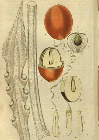 Reproducción/Reproduction 34861140020: Curtis's botanical magazine.. London ; New York [etc.] :Academic Press [etc.]