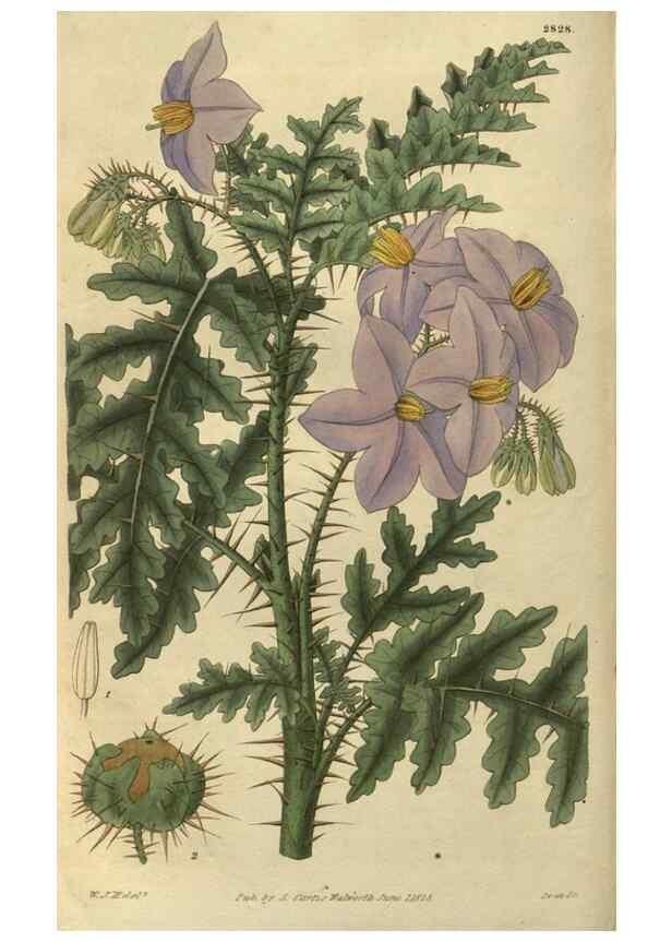Reproducción/Reproduction 34861143110: Curtis's botanical magazine.. London ; New York [etc.] :Academic Press [etc.]