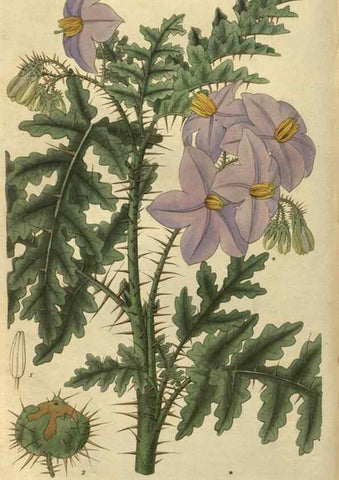 Reproducción/Reproduction 34861143110: Curtis's botanical magazine.. London ; New York [etc.] :Academic Press [etc.]