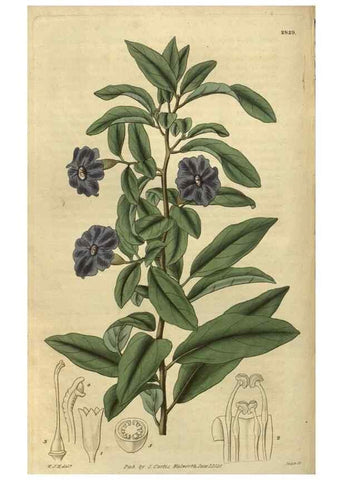 Reproducción/Reproduction 34861146360: Curtis's botanical magazine.. London ; New York [etc.] :Academic Press [etc.]