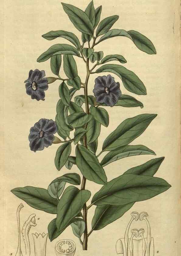 Reproducción/Reproduction 34861146360: Curtis's botanical magazine.. London ; New York [etc.] :Academic Press [etc.]