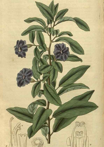 Reproducción/Reproduction 34861146360: Curtis's botanical magazine.. London ; New York [etc.] :Academic Press [etc.]