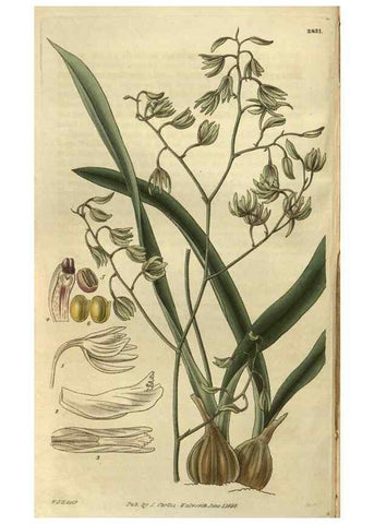 Reproducción/Reproduction 34404220054: Curtis's botanical magazine.. London ; New York [etc.] :Academic Press [etc.]