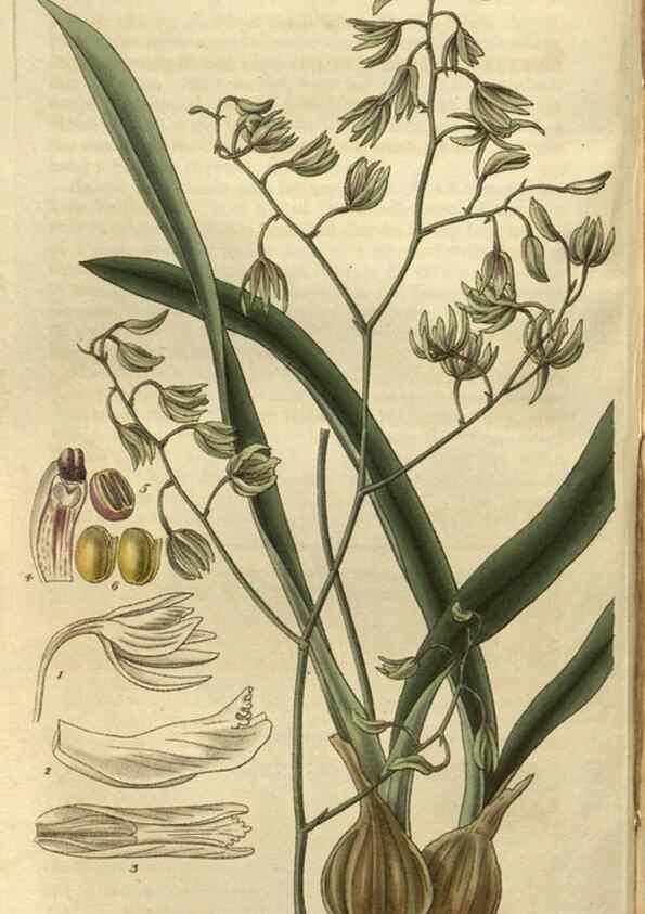 Reproducción/Reproduction 34404220054: Curtis's botanical magazine.. London ; New York [etc.] :Academic Press [etc.]