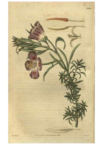 Reproducción/Reproduction 34404222534: Curtis's botanical magazine.. London ; New York [etc.] :Academic Press [etc.]