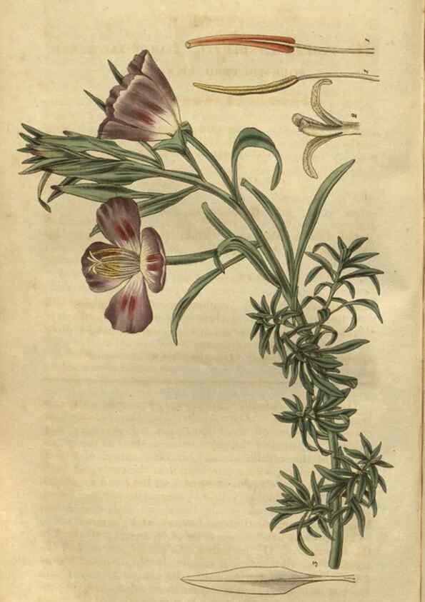 Reproducción/Reproduction 34404222534: Curtis's botanical magazine.. London ; New York [etc.] :Academic Press [etc.]