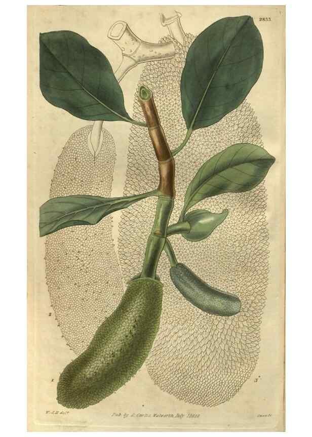 Reproducción/Reproduction 34404225574: Curtis's botanical magazine.. London ; New York [etc.] :Academic Press [etc.]