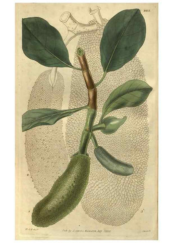 Reproducción/Reproduction 34404225574: Curtis's botanical magazine.. London ; New York [etc.] :Academic Press [etc.]