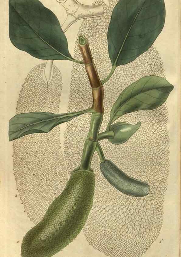 Reproducción/Reproduction 34404225574: Curtis's botanical magazine.. London ; New York [etc.] :Academic Press [etc.]