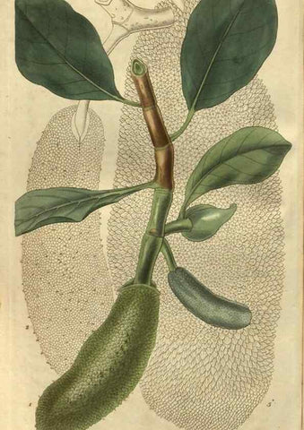 Reproducción/Reproduction 34404225574: Curtis's botanical magazine.. London ; New York [etc.] :Academic Press [etc.]