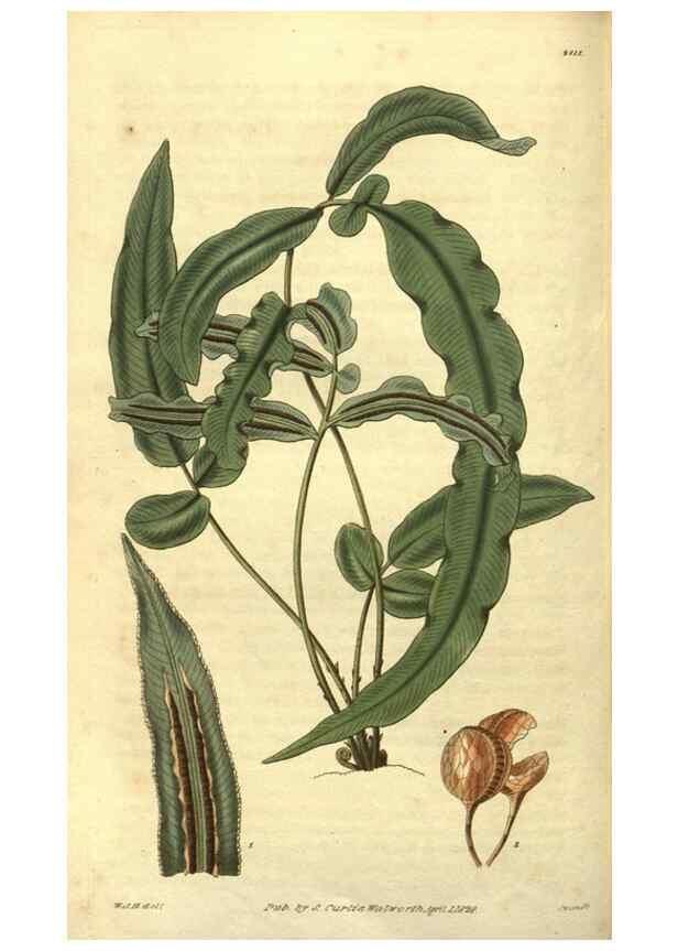 Reproducción/Reproduction 35208141876: Curtis's botanical magazine.. London ; New York [etc.] :Academic Press [etc.]