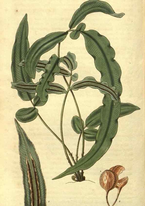 Reproducción/Reproduction 35208141876: Curtis's botanical magazine.. London ; New York [etc.] :Academic Press [etc.]