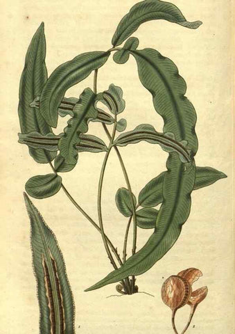 Reproducción/Reproduction 35208141876: Curtis's botanical magazine.. London ; New York [etc.] :Academic Press [etc.]