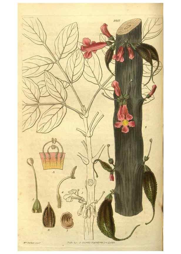 Reproducción/Reproduction 35208139856: Curtis's botanical magazine.. London ; New York [etc.] :Academic Press [etc.]