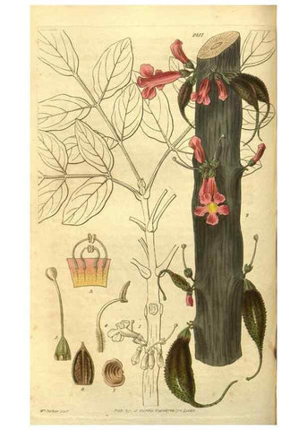 Reproducción/Reproduction 35208139856: Curtis's botanical magazine.. London ; New York [etc.] :Academic Press [etc.]