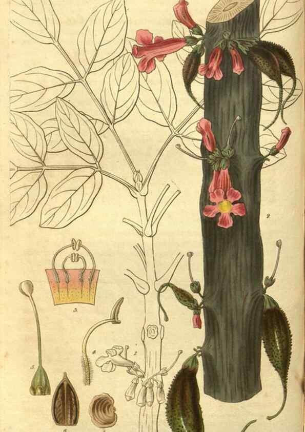 Reproducción/Reproduction 35208139856: Curtis's botanical magazine.. London ; New York [etc.] :Academic Press [etc.]