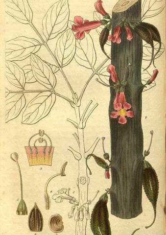 Reproducción/Reproduction 35208139856: Curtis's botanical magazine.. London ; New York [etc.] :Academic Press [etc.]