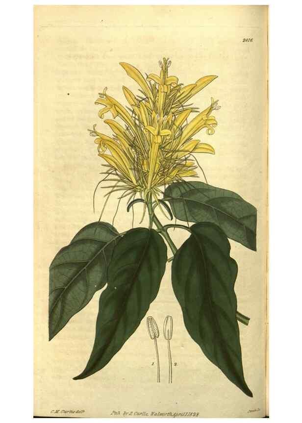 Reproducción/Reproduction 35208138406: Curtis's botanical magazine.. London ; New York [etc.] :Academic Press [etc.]