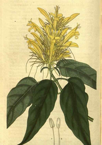 Reproducción/Reproduction 35208138406: Curtis's botanical magazine.. London ; New York [etc.] :Academic Press [etc.]