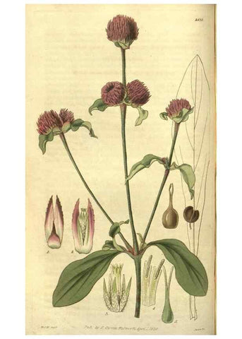Reproducción/Reproduction 35208136896: Curtis's botanical magazine.. London ; New York [etc.] :Academic Press [etc.]