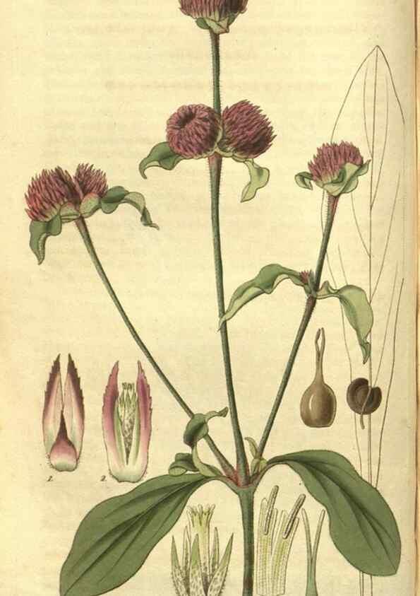 Reproducción/Reproduction 35208136896: Curtis's botanical magazine.. London ; New York [etc.] :Academic Press [etc.]