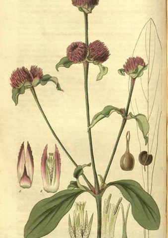 Reproducción/Reproduction 35208136896: Curtis's botanical magazine.. London ; New York [etc.] :Academic Press [etc.]