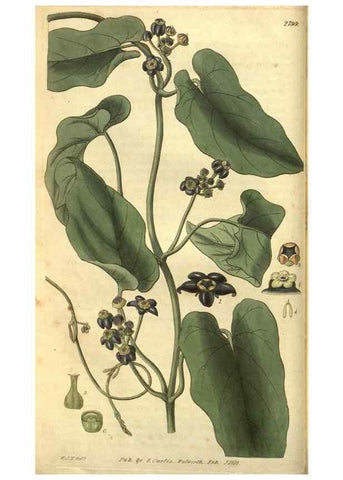 Reproducción/Reproduction 35208104496: Curtis's botanical magazine.. London ; New York [etc.] :Academic Press [etc.]