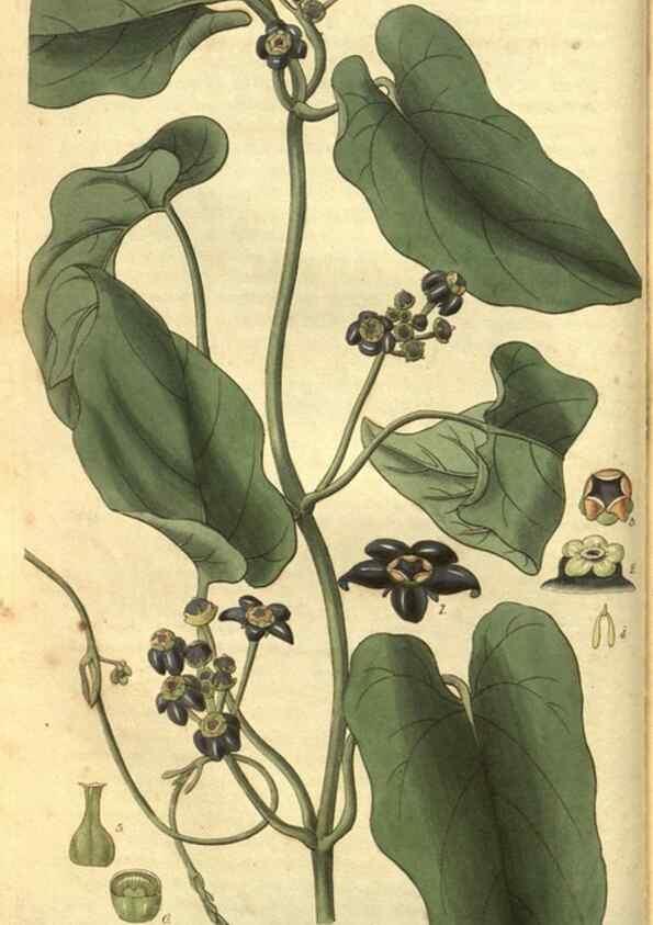 Reproducción/Reproduction 35208104496: Curtis's botanical magazine.. London ; New York [etc.] :Academic Press [etc.]