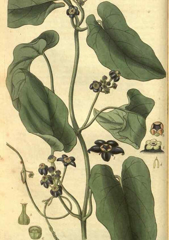 Reproducción/Reproduction 35208104496: Curtis's botanical magazine.. London ; New York [etc.] :Academic Press [etc.]
