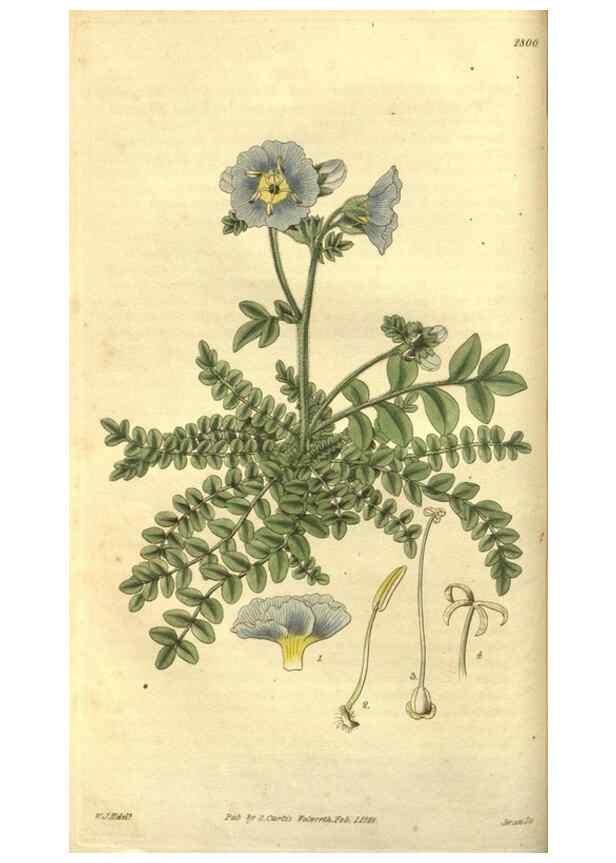 Reproducción/Reproduction 35208106386: Curtis's botanical magazine.. London ; New York [etc.] :Academic Press [etc.]