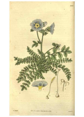 Reproducción/Reproduction 35208106386: Curtis's botanical magazine.. London ; New York [etc.] :Academic Press [etc.]