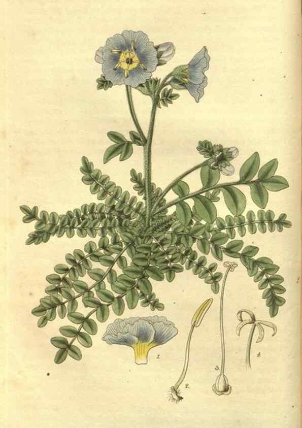 Reproducción/Reproduction 35208106386: Curtis's botanical magazine.. London ; New York [etc.] :Academic Press [etc.]