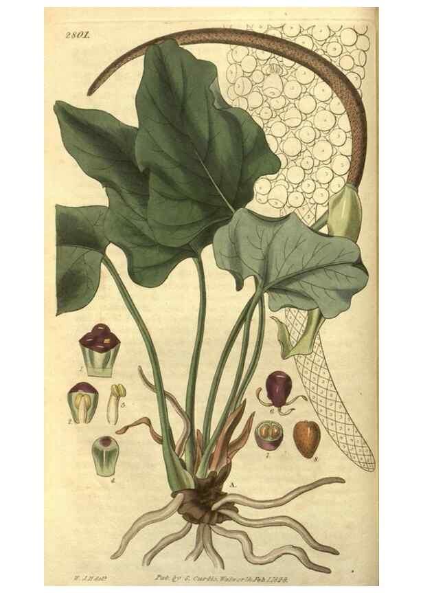 Reproducción/Reproduction 35208108146: Curtis's botanical magazine.. London ; New York [etc.] :Academic Press [etc.]