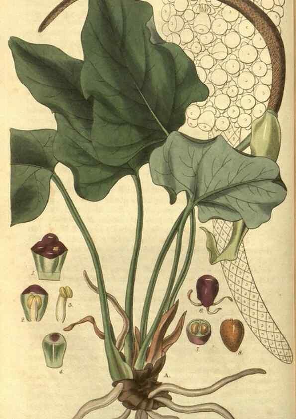 Reproducción/Reproduction 35208108146: Curtis's botanical magazine.. London ; New York [etc.] :Academic Press [etc.]