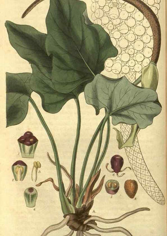 Reproducción/Reproduction 35208108146: Curtis's botanical magazine.. London ; New York [etc.] :Academic Press [etc.]