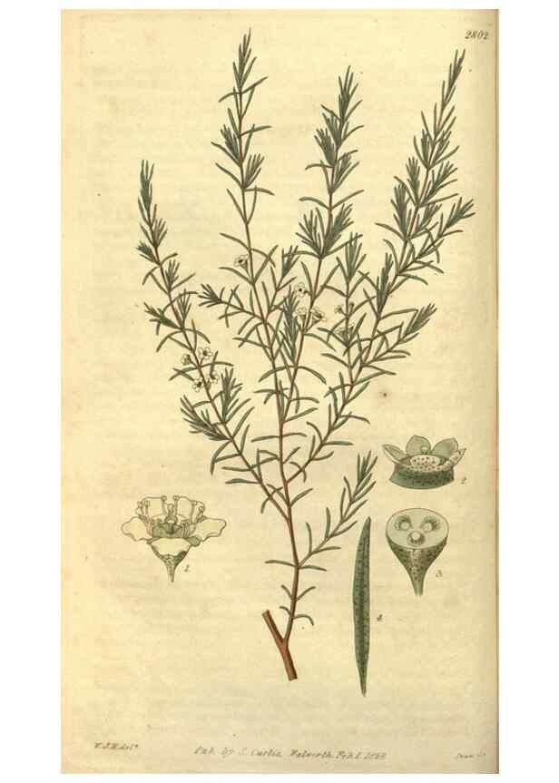 Reproducción/Reproduction 34404164384: Curtis's botanical magazine.. London ; New York [etc.] :Academic Press [etc.]