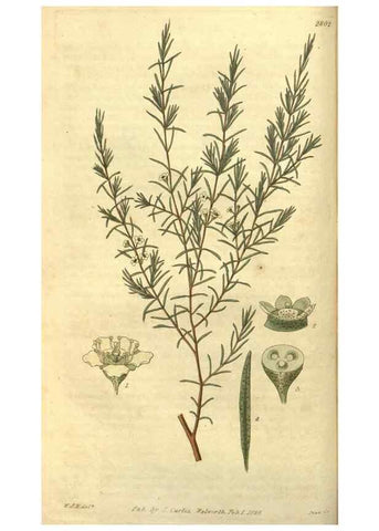 Reproducción/Reproduction 34404164384: Curtis's botanical magazine.. London ; New York [etc.] :Academic Press [etc.]