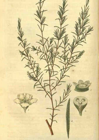 Reproducción/Reproduction 34404164384: Curtis's botanical magazine.. London ; New York [etc.] :Academic Press [etc.]