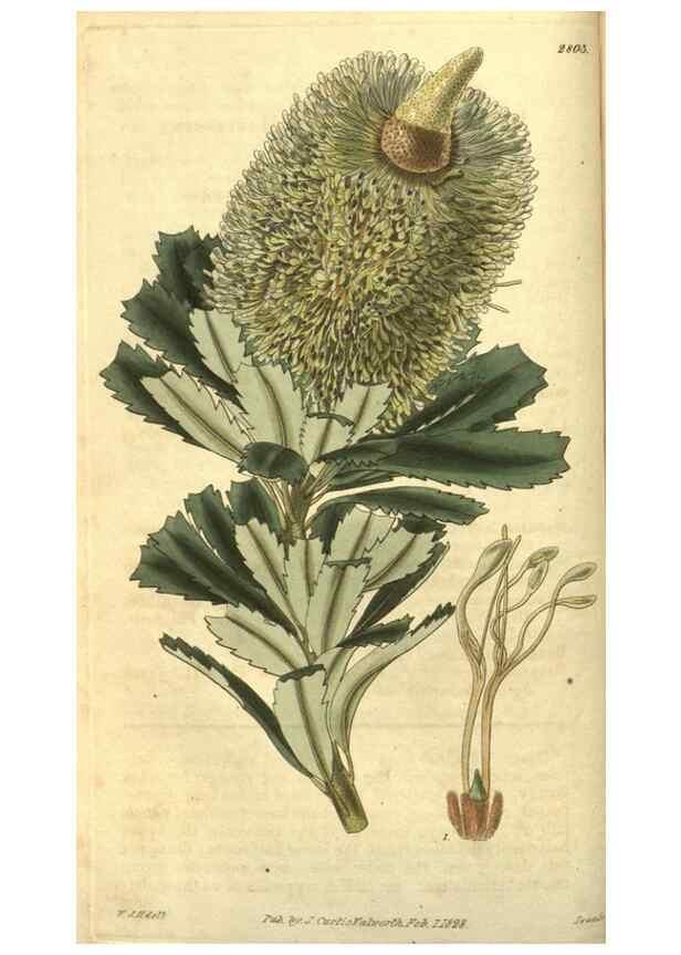 Reproducción/Reproduction 34861094620: Curtis's botanical magazine.. London ; New York [etc.] :Academic Press [etc.]