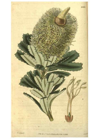 Reproducción/Reproduction 34861094620: Curtis's botanical magazine.. London ; New York [etc.] :Academic Press [etc.]