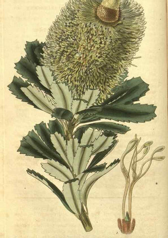 Reproducción/Reproduction 34861094620: Curtis's botanical magazine.. London ; New York [etc.] :Academic Press [etc.]