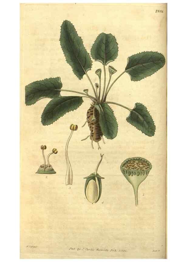 Reproducción/Reproduction 34439137383: Curtis's botanical magazine.. London ; New York [etc.] :Academic Press [etc.]