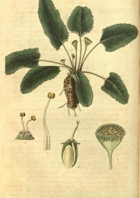 Reproducción/Reproduction 34439137383: Curtis's botanical magazine.. London ; New York [etc.] :Academic Press [etc.]