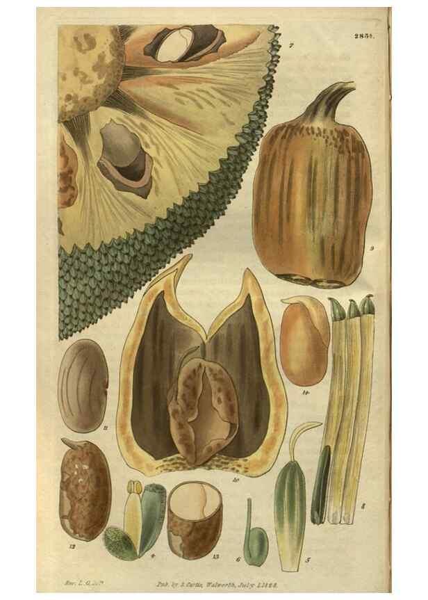 Reproducción/Reproduction 34861157700: Curtis's botanical magazine.. London ; New York [etc.] :Academic Press [etc.]
