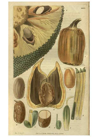 Reproducción/Reproduction 34861157700: Curtis's botanical magazine.. London ; New York [etc.] :Academic Press [etc.]