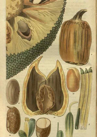 Reproducción/Reproduction 34861157700: Curtis's botanical magazine.. London ; New York [etc.] :Academic Press [etc.]