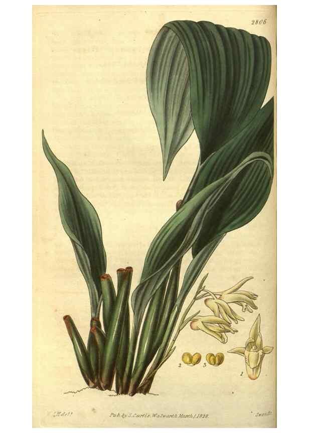 Reproducción/Reproduction 34439140413: Curtis's botanical magazine.. London ; New York [etc.] :Academic Press [etc.]