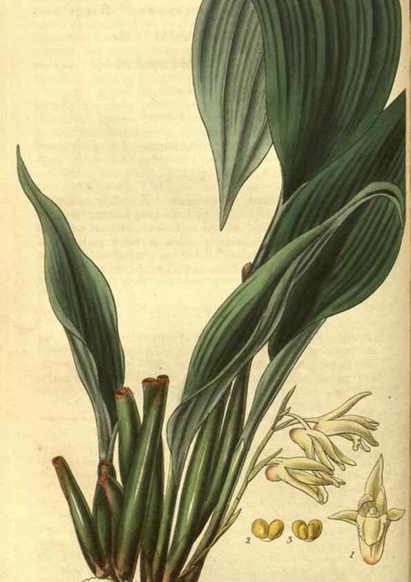 Reproducción/Reproduction 34439140413: Curtis's botanical magazine.. London ; New York [etc.] :Academic Press [etc.]